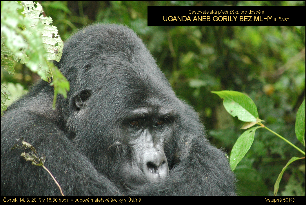 Uganda aneb gorily bez mlhy II.část.png